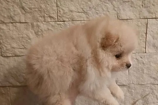 Szpic miniaturowy pomeranian