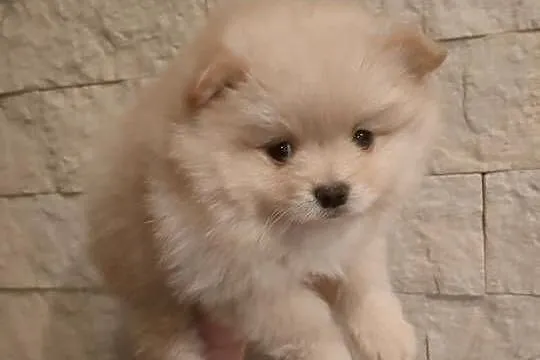 Szpic miniaturowy pomeranian, Wielkopolskie, Turek