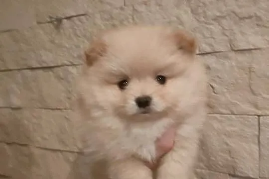 Szpic miniaturowy pomeranian, Wielkopolskie, Turek