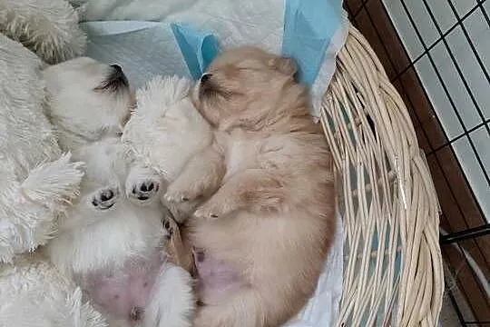 Szpic miniaturowy pomeranian, Wielkopolskie, Turek