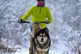Alaskan Malamute jesień 2026 Arctic Challenge Poland FCI