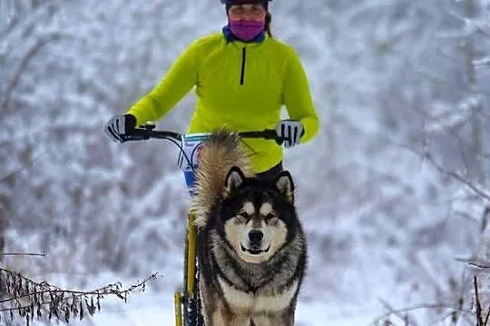 Alaskan Malamute jesień 2026 Arctic Challenge Poland FCI