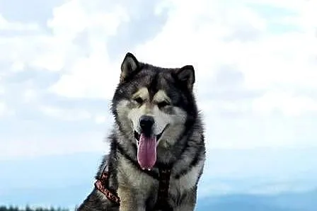 Alaskan Malamute jesień 2026 Arctic Challenge Poland FCI, Mazowieckie, Wesoła