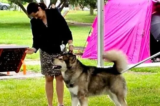 Alaskan Malamute jesień 2026 Arctic Challenge Poland FCI, Mazowieckie, Wesoła