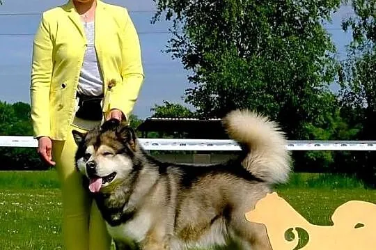 Alaskan Malamute jesień 2026 Arctic Challenge Poland FCI, Mazowieckie, Wesoła