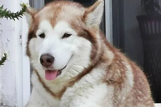 Alaskan Malamute jesień 2026 Arctic Challenge Poland FCI, Mazowieckie, Wesoła