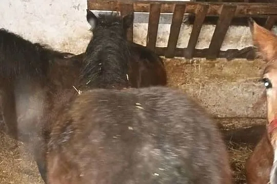 Zrobki księga główna, Podlaskie, Czyżew