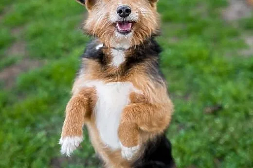 Mini MELA czeka na Przyjaciela! Pokochaj prawie te