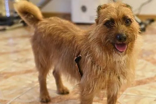 Szorstkowłosy MIKRUS poleca się do adopcji,  mazow