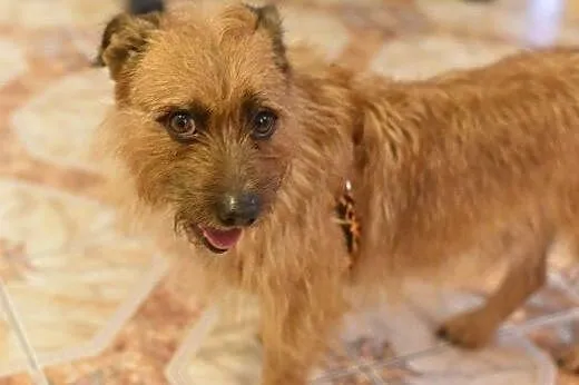 Szorstkowłosy MIKRUS poleca się do adopcji,  mazow