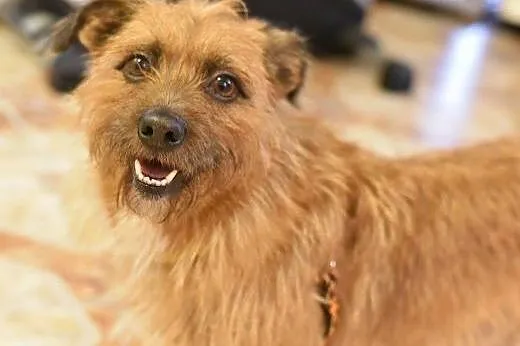 Szorstkowłosy MIKRUS poleca się do adopcji,  mazow