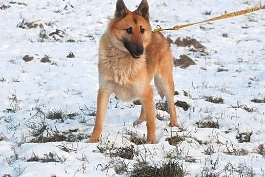 Przygarnij niedowidzącego Tulipana- pokocha cię ja
