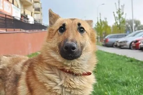 Przygarnij niedowidzącego Tulipana- pokocha cię ja