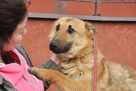 Przygarnij niedowidzącego Tulipana- pokocha cię ja