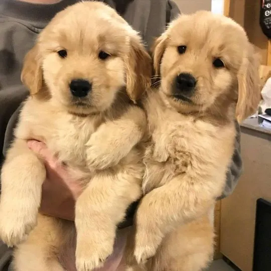 Szczenięta rasy Golden Retriever dostępne na sprzedaż.