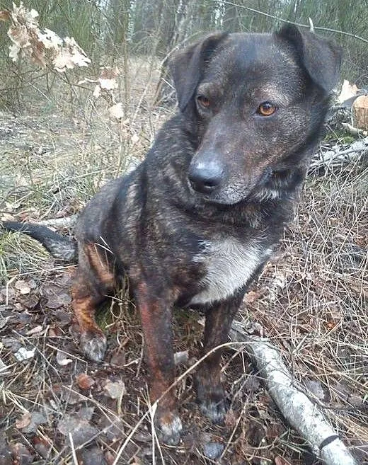 Bella młoda sunia potrzebuje kochającego i odpowie