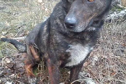 Bella młoda sunia potrzebuje kochającego i odpowie