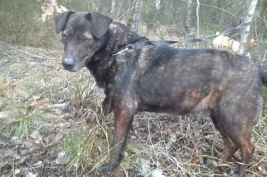 Bella młoda sunia potrzebuje kochającego i odpowie