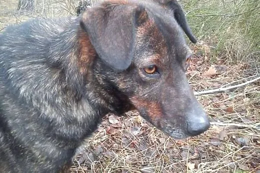 Bella młoda sunia potrzebuje kochającego i odpowie