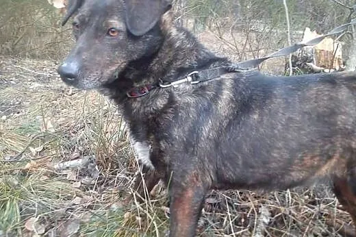 Bella młoda sunia potrzebuje kochającego i odpowie