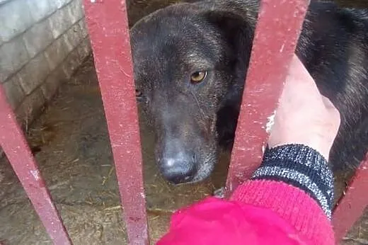 Bella młoda sunia potrzebuje kochającego i odpowie