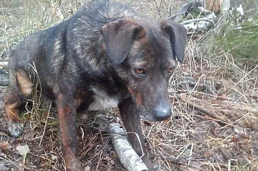 Bella młoda sunia potrzebuje kochającego i odpowie