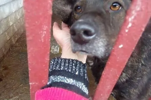 Bella młoda sunia potrzebuje kochającego i odpowie