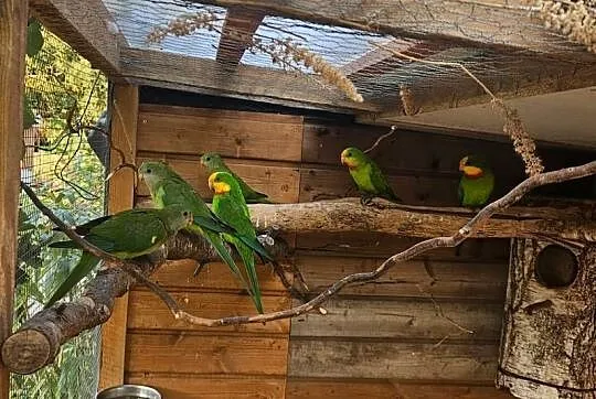 Sprzedam księżniczki tarczowe ( barabanda ), Wielkopolskie, Poznań