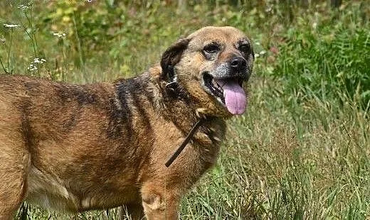 Spokojna sunia - babunia Kora pilnie potrzebuje do