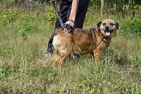 Spokojna sunia - babunia Kora pilnie potrzebuje do