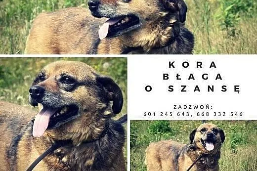 Spokojna sunia - babunia Kora pilnie potrzebuje do