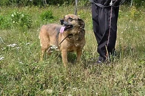 Spokojna sunia - babunia Kora pilnie potrzebuje do