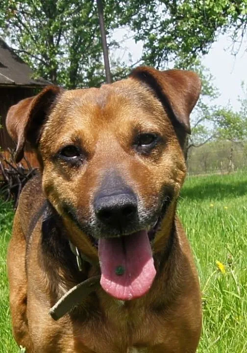 Scooby koleny raz szuka domu..., dolnośląskie Jel