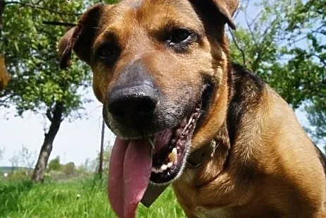 Scooby koleny raz szuka domu...,  dolnośląskie Jel
