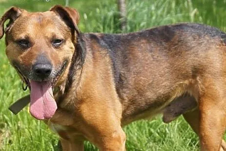 Scooby koleny raz szuka domu...,  dolnośląskie Jel