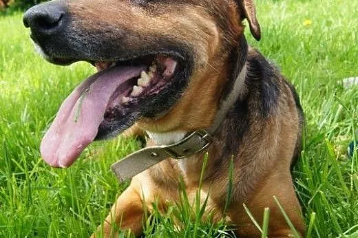 Scooby koleny raz szuka domu...,  dolnośląskie Jel