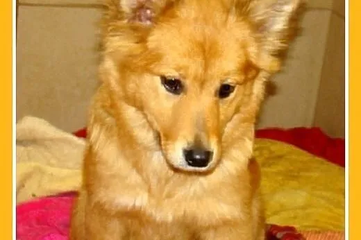 6 mies. szczeniak,średnia suczka LISICZKA,szczepiona.ADOPCJA,  dolnośląskie Wrocław