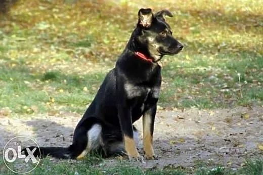 Przyjazna do psów i kotów, młodziutka i niewielka 