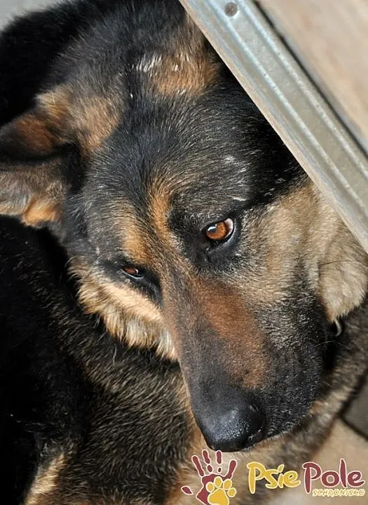 MEKSYK-piękny psiak w typie owczarka po przejściach-szukamy domu, adopcja, Kraków, Małopolskie, Kraków
