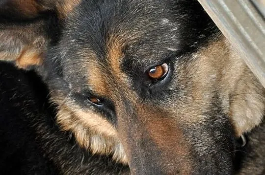 MEKSYK-piękny psiak w typie owczarka po przejściach-szukamy domu, adopcja, Kraków, Małopolskie, Kraków