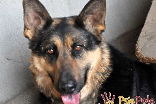 MEKSYK-piękny psiak w typie owczarka po przejściach-szukamy domu, adopcja, Kraków, Małopolskie, Kraków