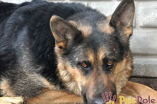 MEKSYK-piękny psiak w typie owczarka po przejściach-szukamy domu, adopcja, Kraków, Małopolskie, Kraków