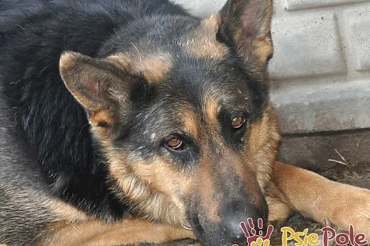 MEKSYK-piękny psiak w typie owczarka po przejściach-szukamy domu, adopcja, Kraków, Małopolskie, Kraków
