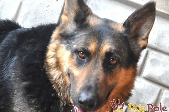 MEKSYK-piękny psiak w typie owczarka po przejściach-szukamy domu, adopcja, Kraków, Małopolskie, Kraków