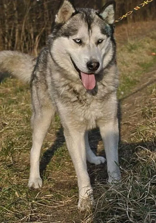 Orest - młody siberian husky PILNIE szuka domu ,