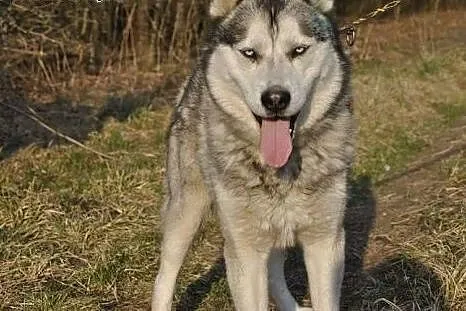 Orest - młody siberian husky PILNIE szuka domu ,  