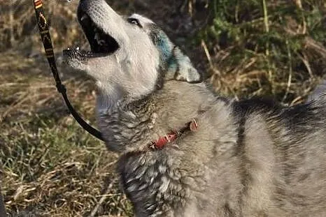 Orest - młody siberian husky PILNIE szuka domu ,  