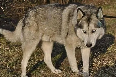 Orest - młody siberian husky PILNIE szuka domu ,  