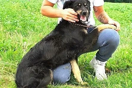 Przyjazna, wesoła, niezwykłej urody Esme szuka dom