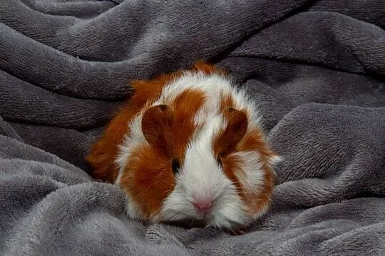 świnka morska cavia domowa  SAMIEC